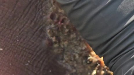 Isaac Oputi’s very first jigger digging #1 - (June 19th 2025)