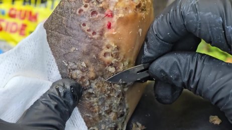 Dorice Angila’s follow up dejiggering - so many bugs again #1 (June 18th 2025)